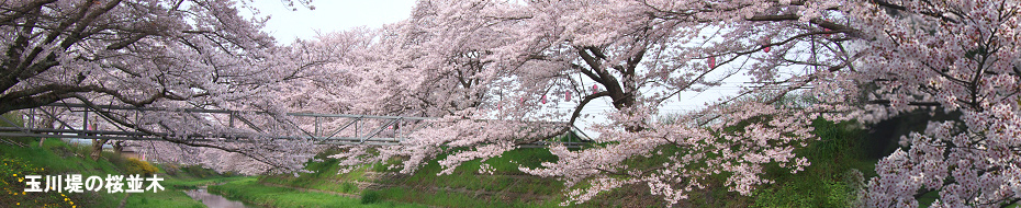 満開に咲き誇る玉川提の桜並木の写真