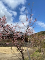 河津桜_2020年(拡大)