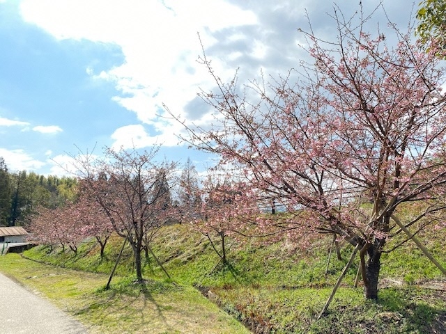 河津桜_2020年