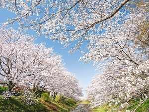 玉川の桜