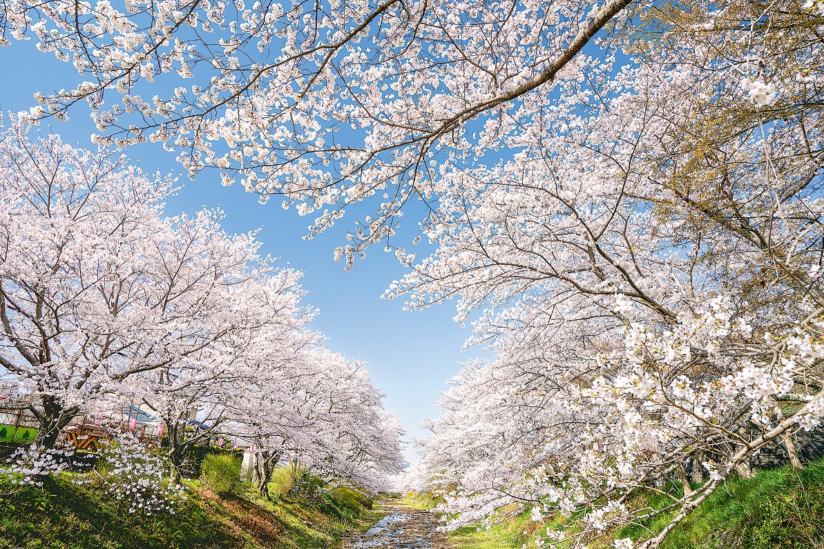 玉川桜
