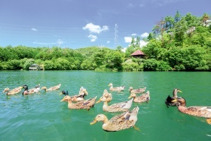 大正池グリーンパークの美しいため池にいる鴨の写真