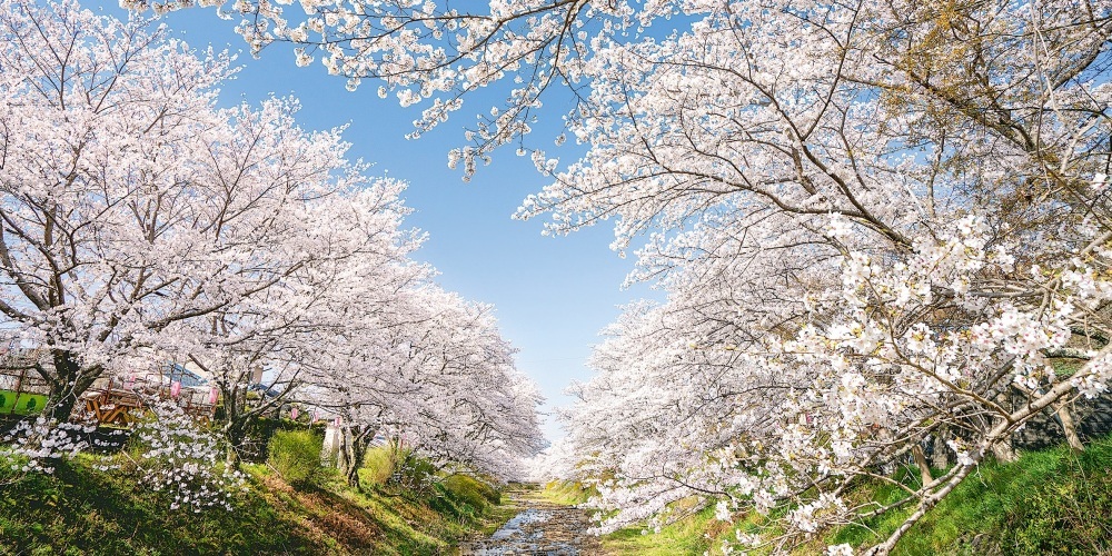 満開の桜の写真