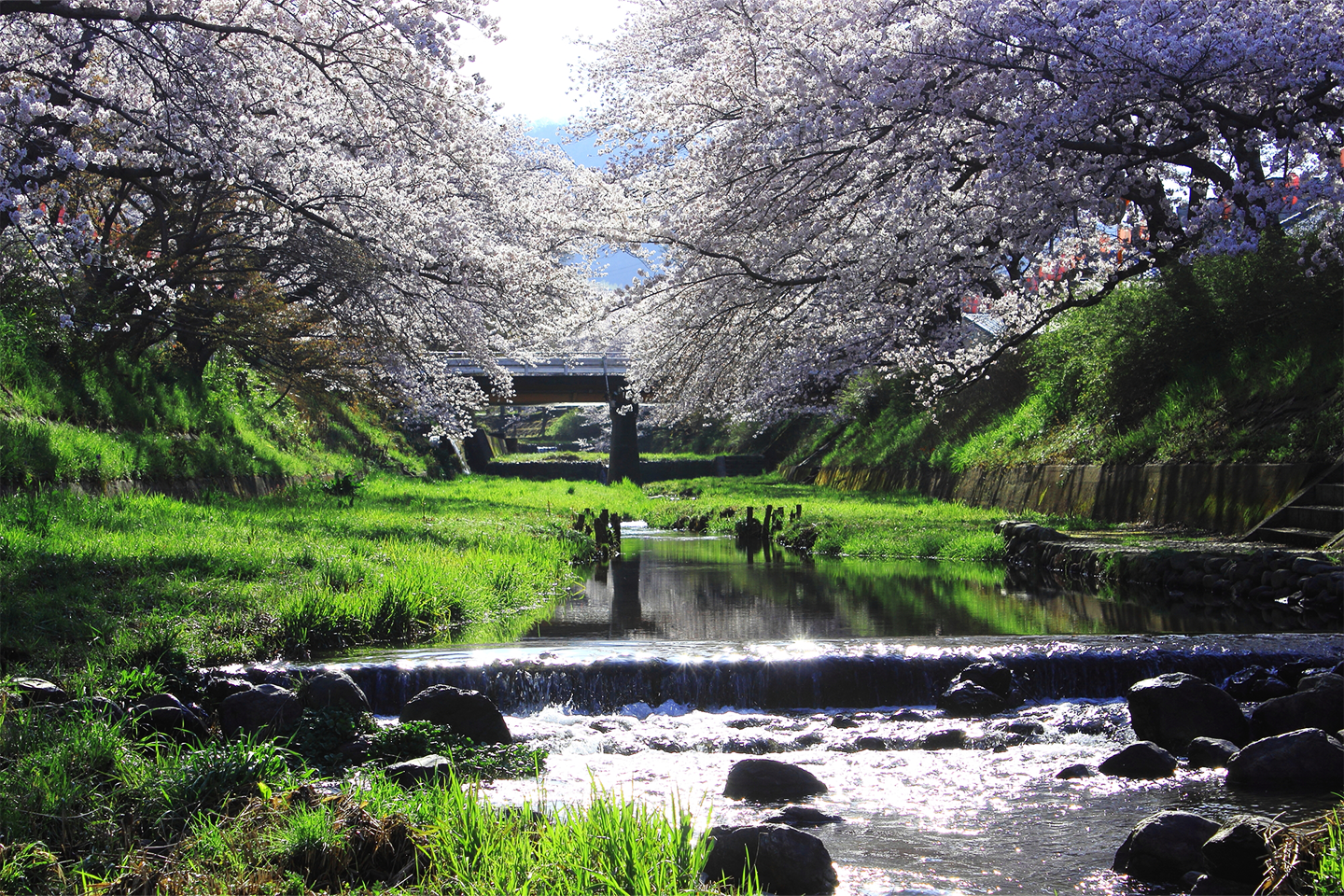 河原に咲いた満開の桜が美しい風景写真