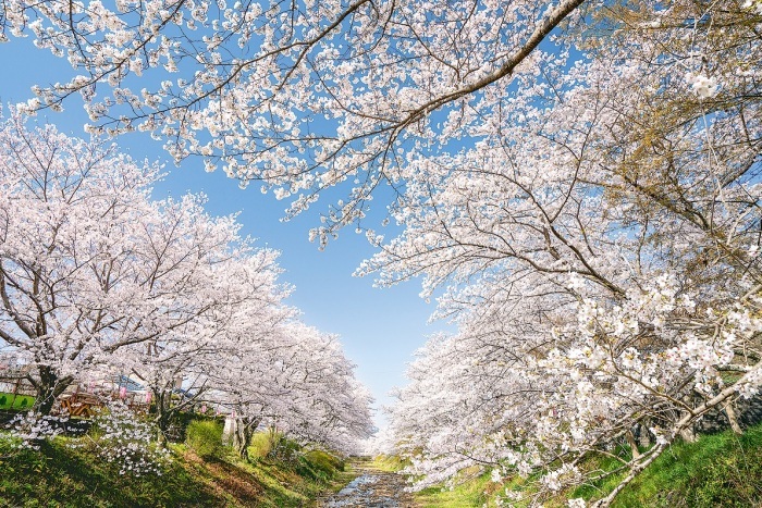 玉川の満開の桜