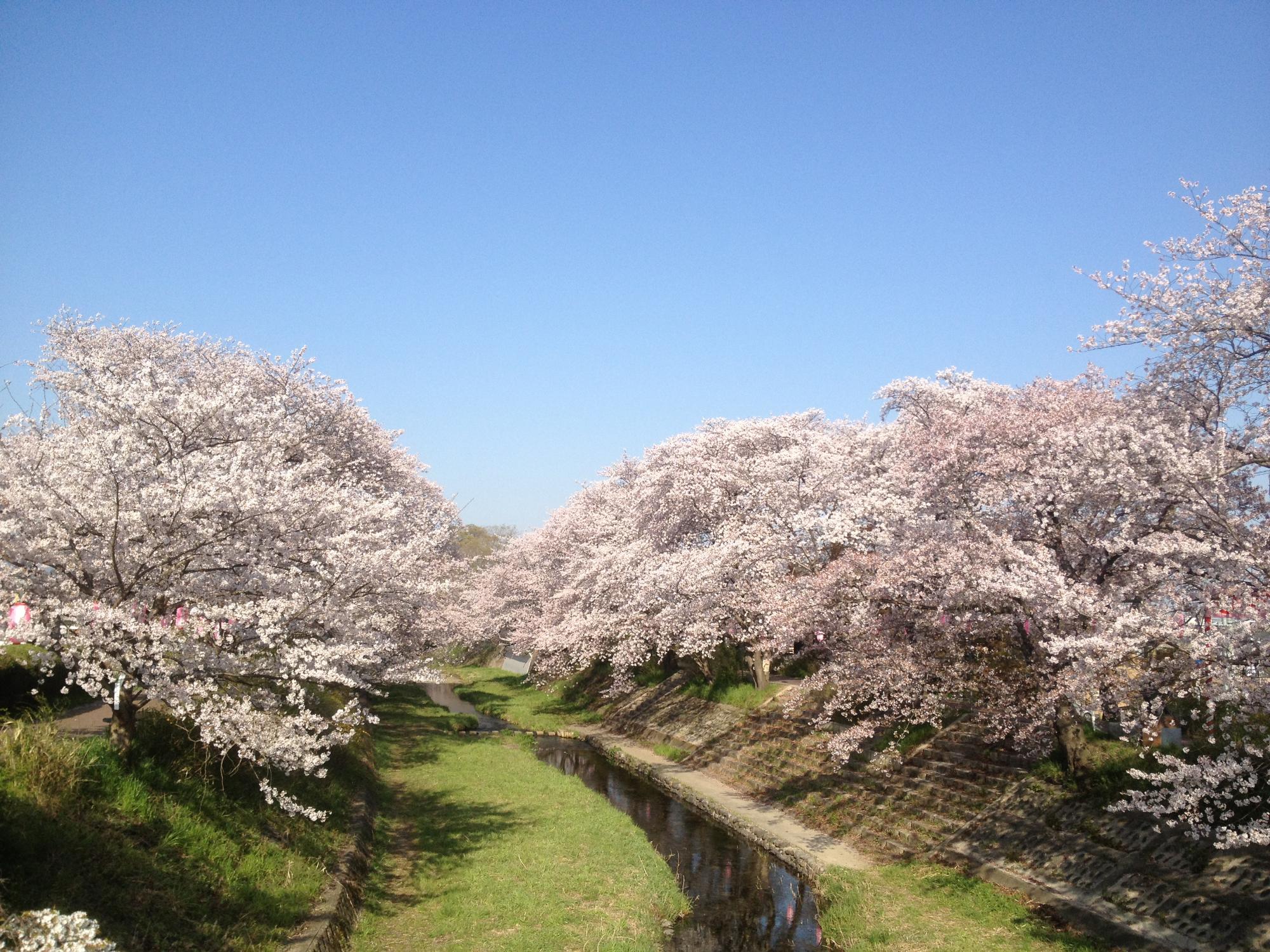 玉川の桜