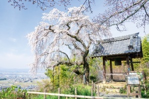 地蔵院のしだれ桜