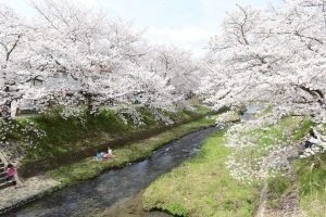 玉川堤の桜並木