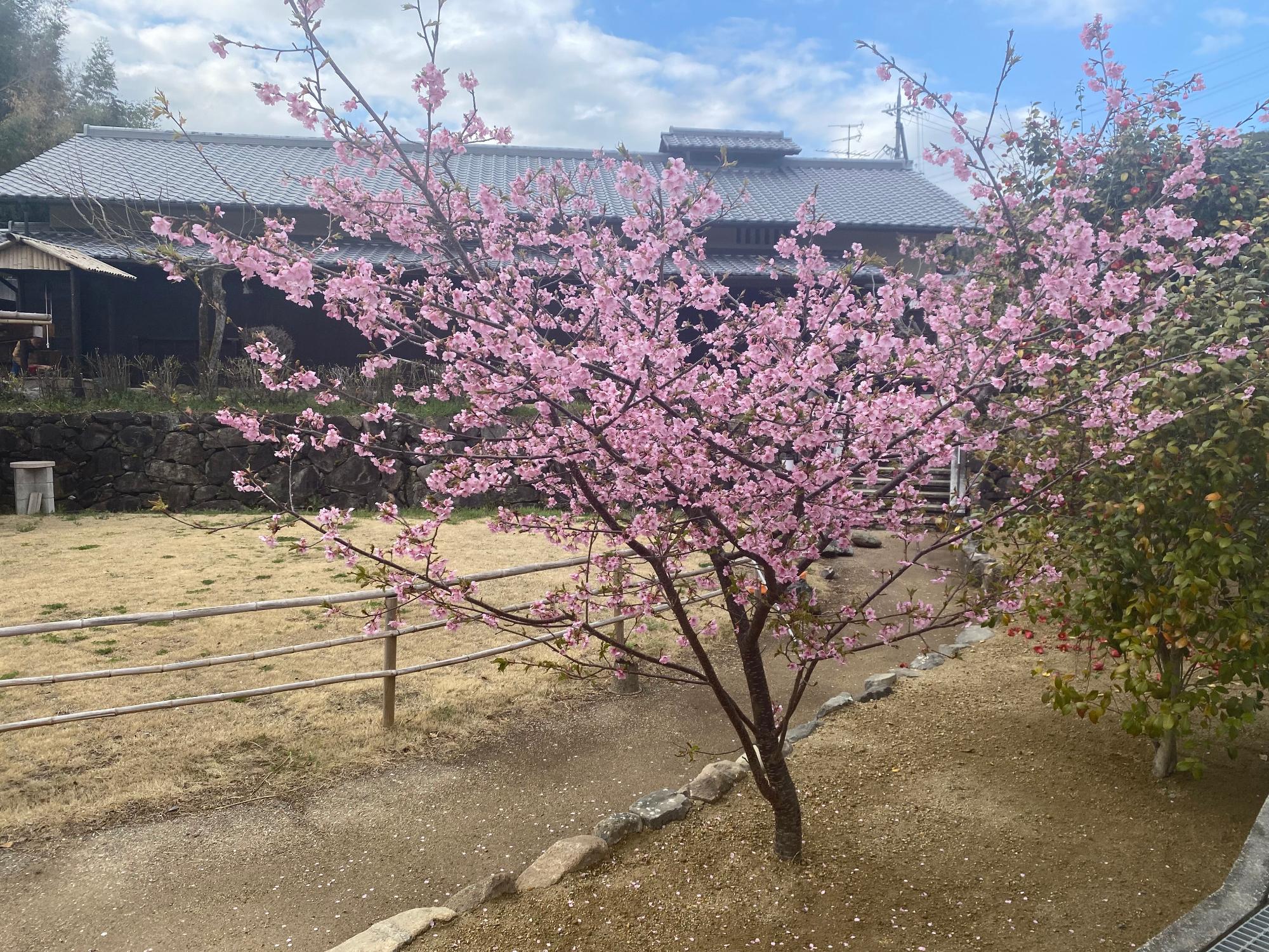 河津桜10