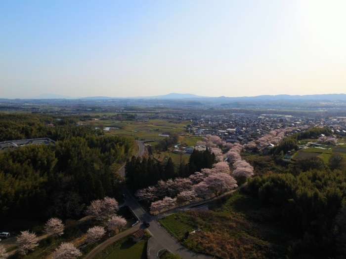 玉川桜並木ドローン撮影写真(椿坂）