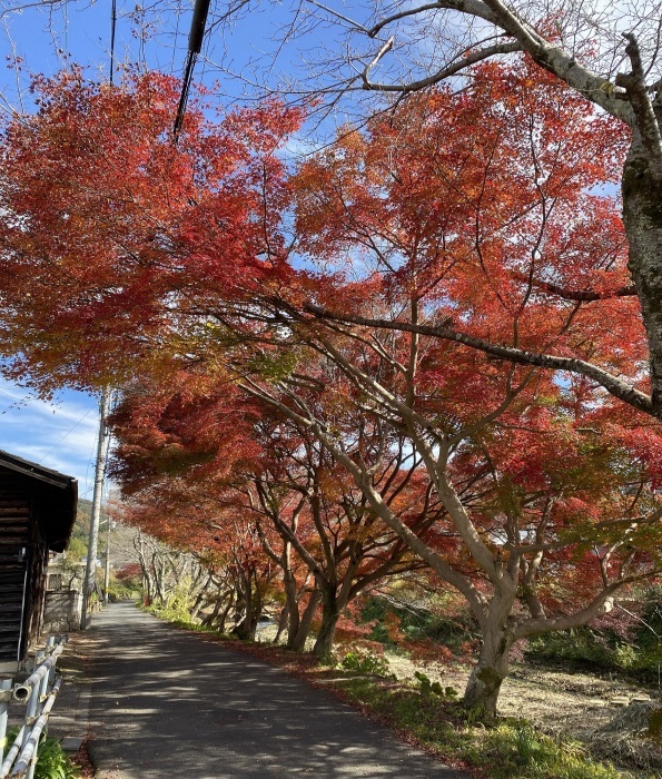 玉川紅葉3