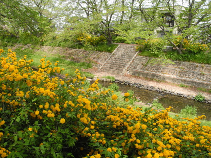 玉川のヤマブキです