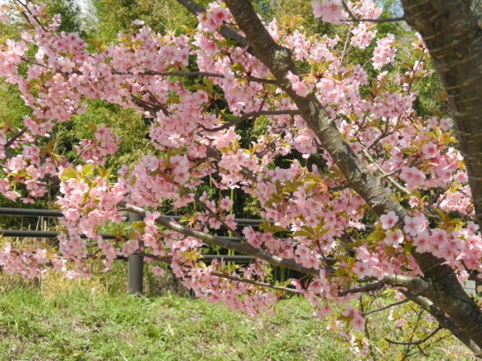 まちづくりセンター椿坂の河津桜