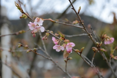 まちづくりセンター椿坂の河津桜