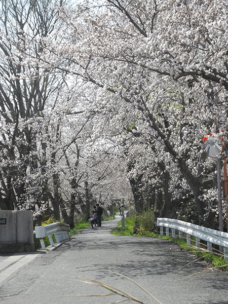 玉川の桜並木