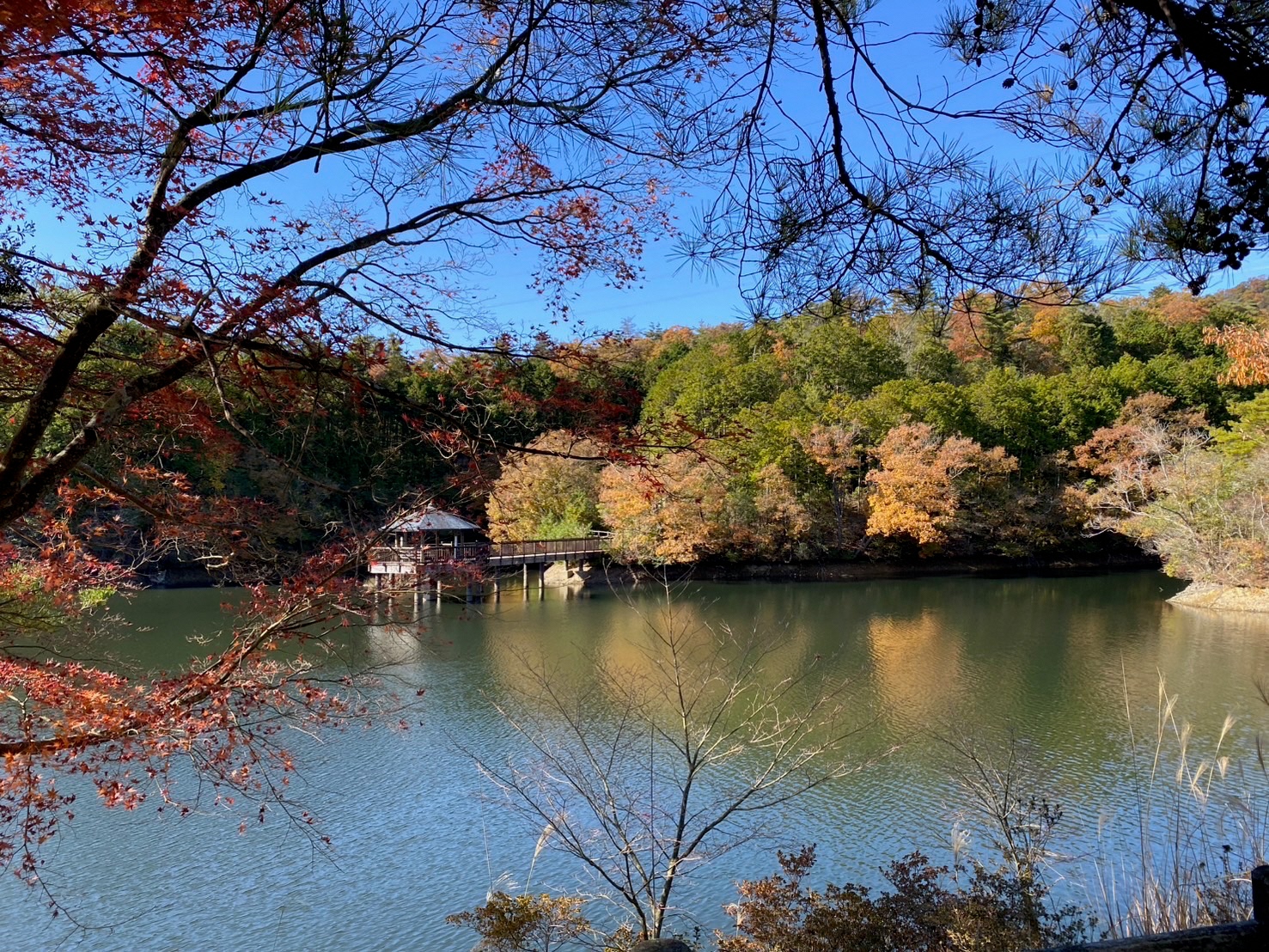 玉川紅葉4