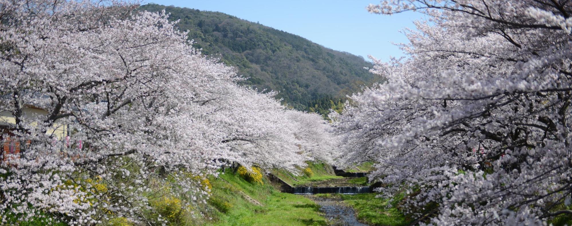 玉川桜横版