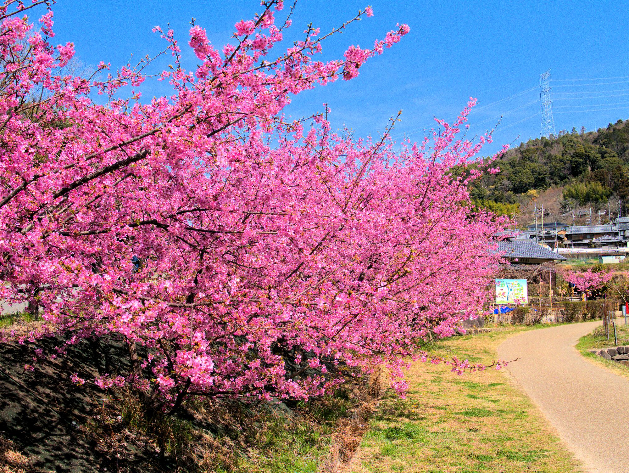 椿坂の河津桜